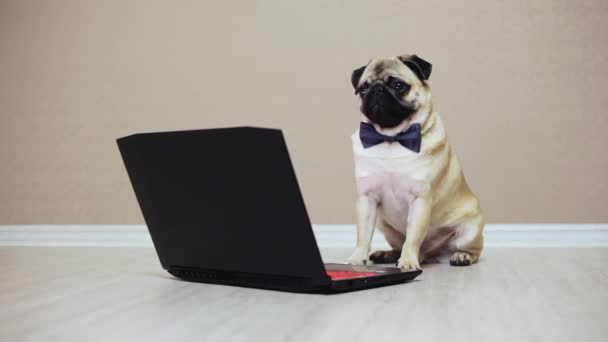 A cute pug dog looks at the screen of a laptop computer, dressed in a butterfly watching a movie - Footage, Video