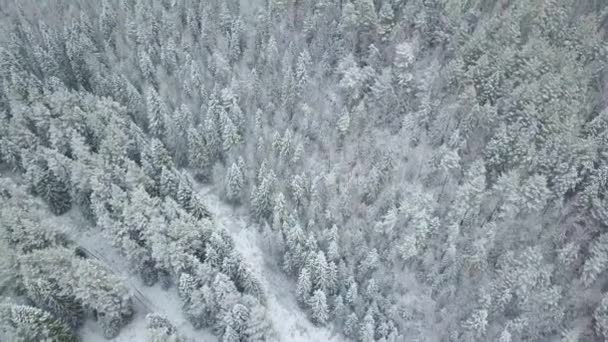 eine saubere und glatte schöne verschneite Winterwaldantenne mit der Kamera, die direkt nach unten schaut. - Filmmaterial, Video