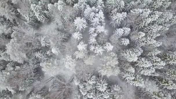 eine saubere und glatte schöne verschneite Winterwaldantenne mit der Kamera, die direkt nach unten schaut - Filmmaterial, Video