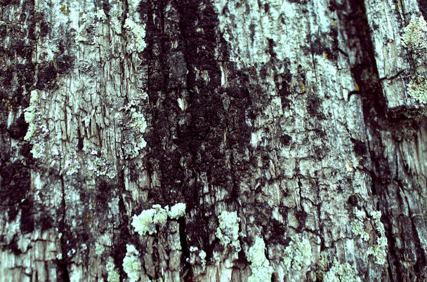 Korstmossen mos groeit op de schors van een boom. Textuur van boomschors met droge mos. - Foto, afbeelding