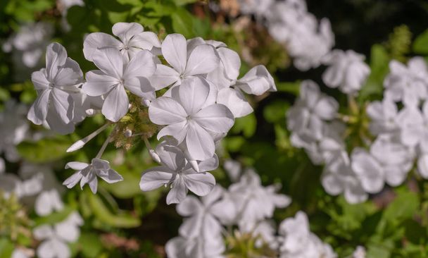 Flores blancas florecientes flojas en un jardín de verano. Ramo de flores en primer plano sobre un fondo natural de hojas verdes
. - Foto, imagen