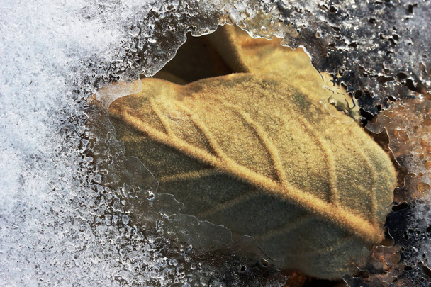 Roślina Dziewanna Verbascum thapsus i śnieg - Zdjęcie, obraz