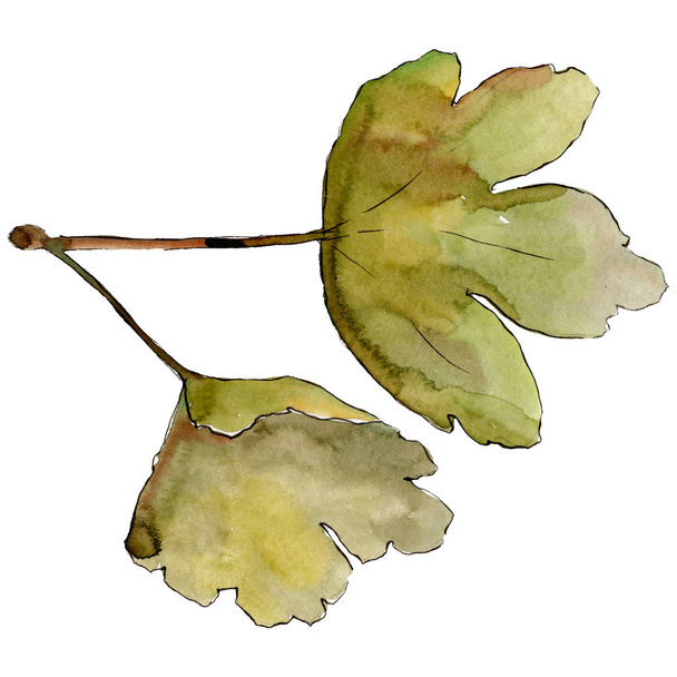 分離グーズベリー葉の図要素。緑の葉。水彩画背景イラスト セット. - 写真・画像