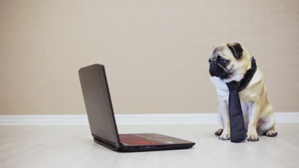 Elegant funny pug dog looks at the screen of a laptop computer, dressed in a tie watching a movie, side view - Footage, Video