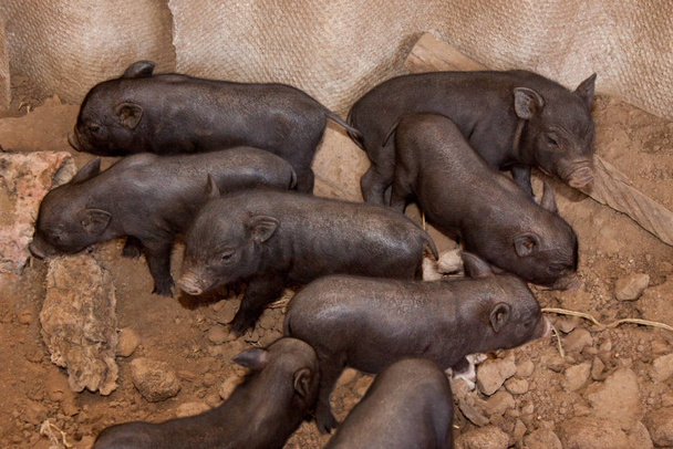Vietnamese black small pigs in farm - Photo, Image