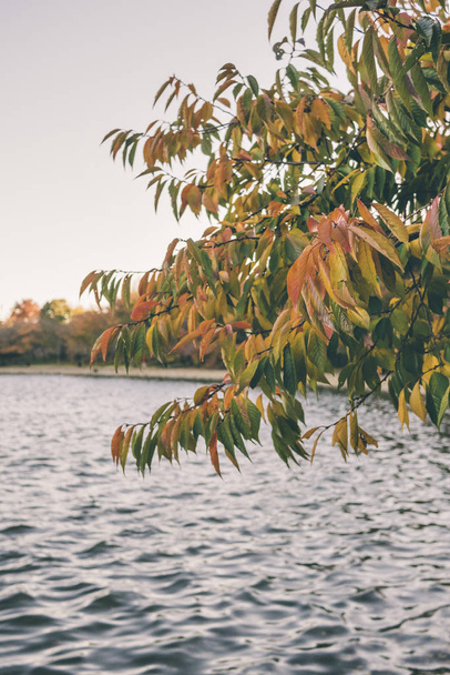 Pohled na přílivové nádr e ve Washingtonu s podzim listí - Fotografie, Obrázek