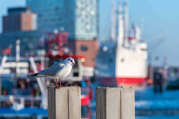 Sea gull przed statku i Łabą w porcie Hamburg - Zdjęcie, obraz