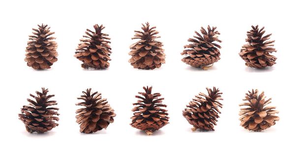 Pine cone tree fruits isolate on white background - Photo, Image