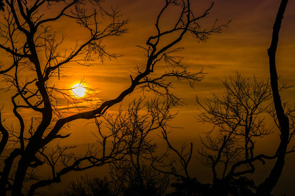 夕方に赤い空の夕焼け背景を持つ古い木のシルエット. - 写真・画像