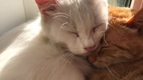 Uyuyan sevimli kediler - Video, Çekim