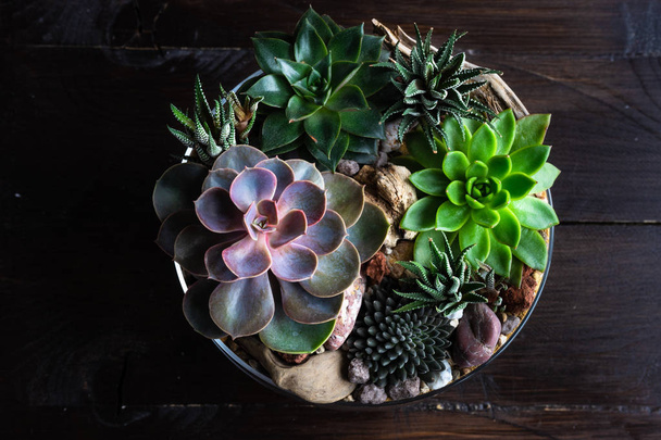 Perle Von Nurnberg plante dans une composition cadeau
 - Photo, image