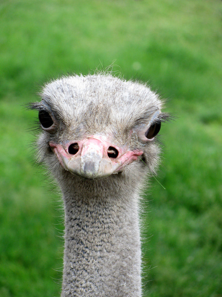 Smiling ostrich - Foto, imagen