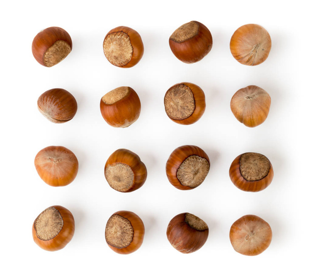 Hazelnuts laid out on a white. The view from the top. - Photo, Image
