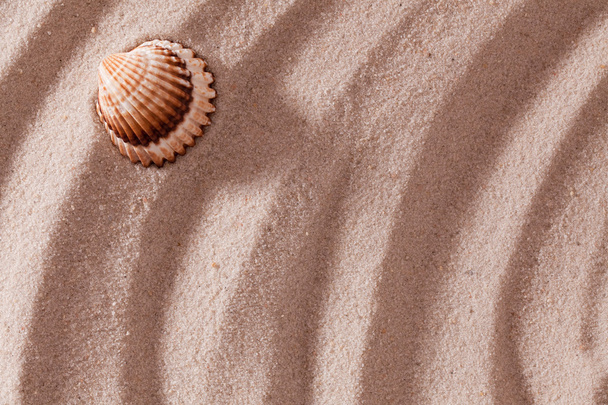 Shell lying on sand - Фото, изображение