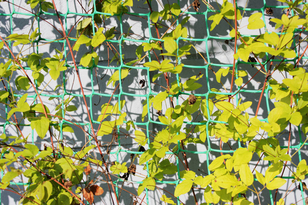 Klematisblätter auf dem Gartennetz schmücken die Hauswand. Herbst. Leningrader Gebiet - Foto, Bild