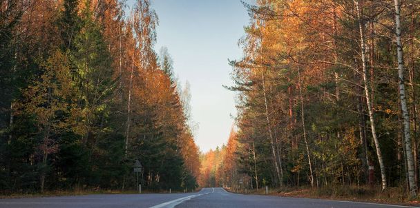 autumn road trees with fallen leaves,nature forest - Фото, зображення