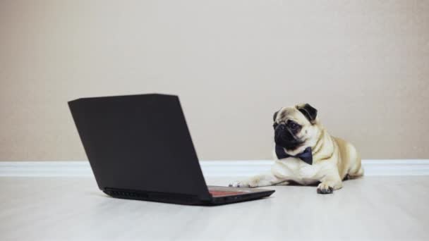 A cute pug dog looks at the screen of a laptop computer, dressed in a butterfly, watching a movie, barks at laptop - Materiał filmowy, wideo