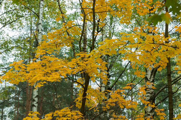 Colourful leaves in autumn season - Foto, afbeelding