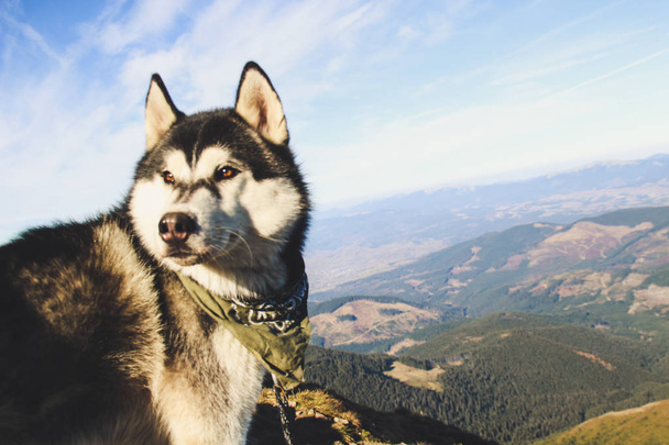 Husky perro viaja a los Cárpatos Ucranianos. Viaje de montaña. Vista otoñal de las montañas y el bosque. Sol.
. - Foto, imagen