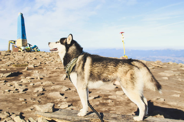 Husky dog viaja para os Cárpatos ucranianos. Viagem de montanha. Vista de outono das montanhas e da floresta. Luz do sol
. - Foto, Imagem