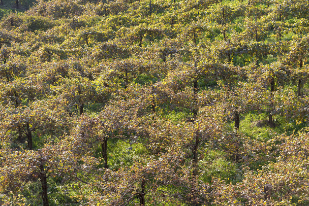 Вид сверху на поле для виноградника. Город Тиволи на закате. Аттракцион города в летний день
. - Фото, изображение