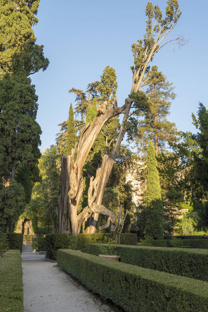 Árbol en Villa D 'este en un día de verano. El hito de la ciudad de Tivoli en Italia
. - Foto, imagen