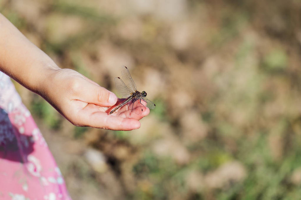 Libélula grande se sienta en la palma de una niña
 - Foto, Imagen