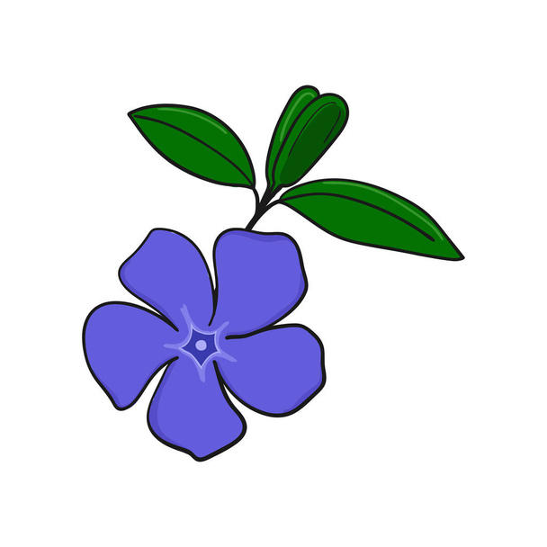 periwinkle flower. bud and leaves of vinca. - Vector, Image
