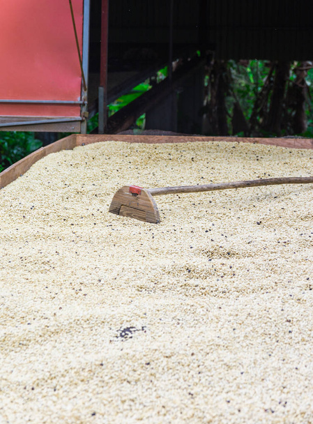 Granos de café en una plantación, Basse-Terre, Guadalupe
 - Foto, Imagen
