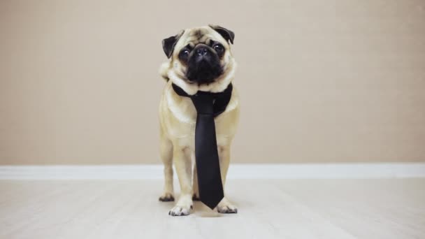 Bir kravat bir düğün için veya bir ofis çalışanı olarak bir zarif komik pug köpek ayakta giymiş - Video, Çekim