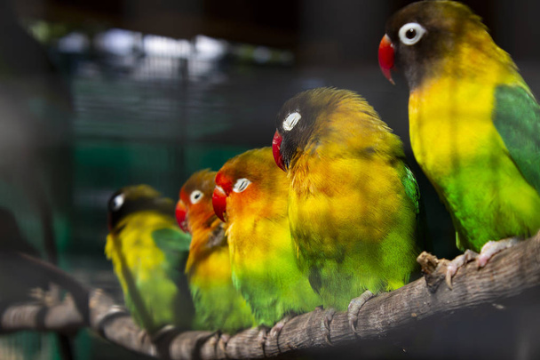 Gruppo di piccoli pappagalli verdi seduti su un ramo
 - Foto, immagini