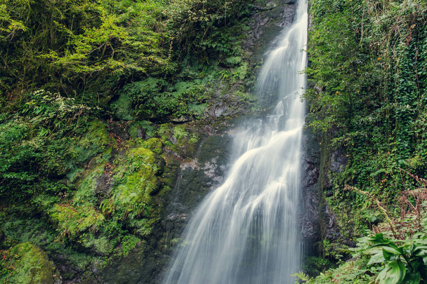 cascada en el bosque verde - Foto, imagen