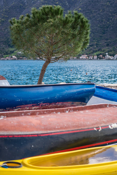 Albero solitario sulla riva e colorati ponti laterali delle piccole barche da pesca sulla riva nella città di Perast, Kotor Bay, Montenegro - Foto, immagini