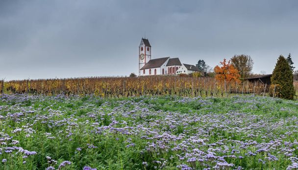 краєвид з мальовничою білою заміською церквою, оточеною золотими виноградниками піно нуар і фіолетовим квітковим полем фацелії на передньому плані під темно-сірим вечірнім небом
 - Фото, зображення