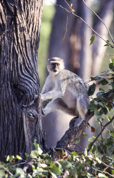 Vervet μαϊμού (Cercopithecus aethiops), προστασίας άγριων ζώων Moremi, Μποτσουάνα Ngamiland Afric - Φωτογραφία, εικόνα