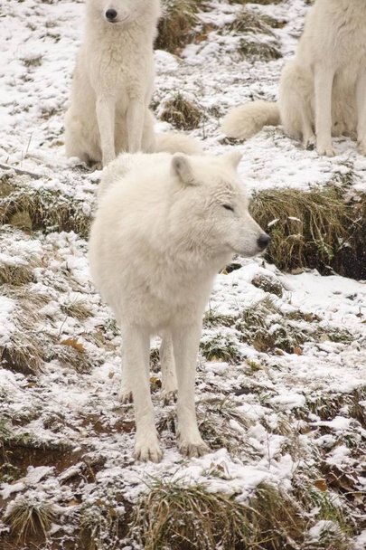 Polární vlci v zimním prostředí - Fotografie, Obrázek