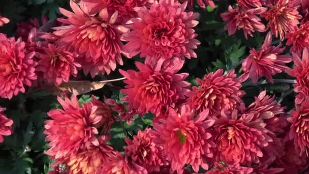 Sonbahar floweers bahçesinde  - Video, Çekim