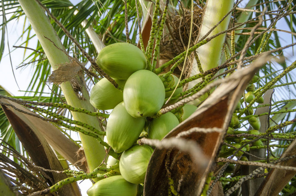 Cerrar árbol de coco tropical bajo día soleado caliente
 - Foto, Imagen