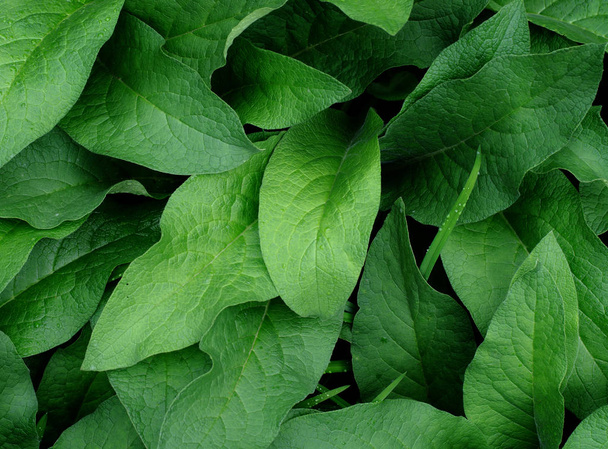 Свіже зелене листя фон, абстрактне літнє природне тло
 - Фото, зображення