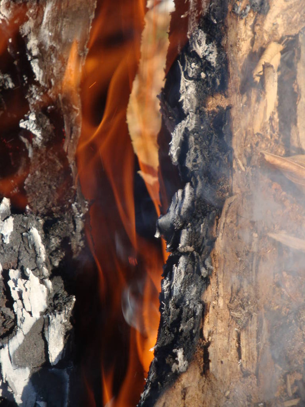 Flames crawl up the side of a piece of firewood in an open campfire. - Photo, image
