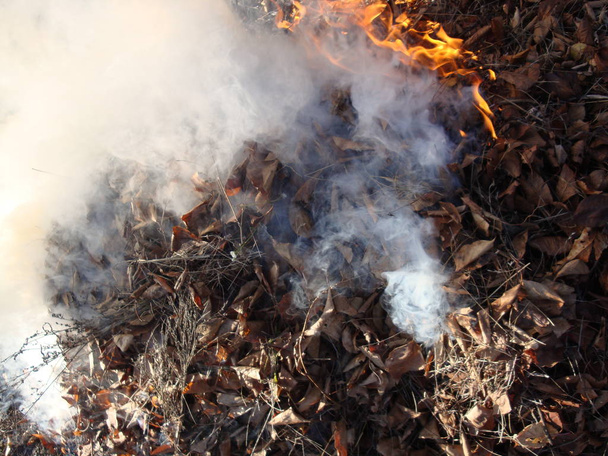 Burning leafs. Flames, gray ash and white smoke - Foto, afbeelding