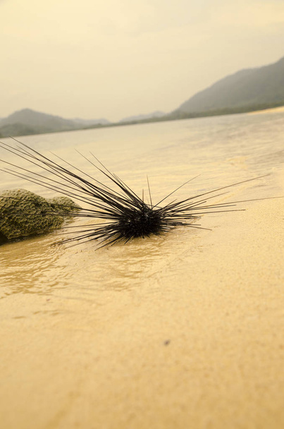 ouriço-do-mar nas margens da ilha da Tailândia
 - Foto, Imagem