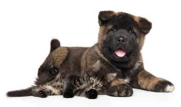 Puppy and kitten together resting on white background - Photo, Image