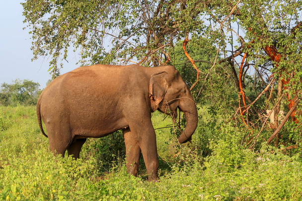 Selvaggio elefante asiatico in Sri Lanka, Safari Parco Nazionale di Udawalawe
. - Foto, immagini