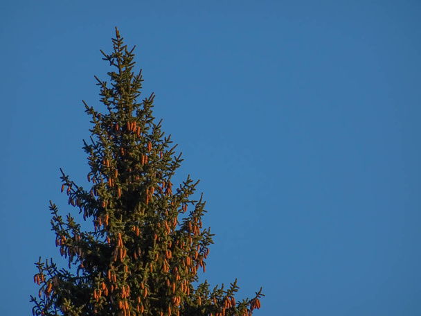The top of the spruce with cones and blue sky  - Fotoğraf, Görsel