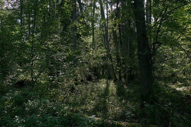 Старый болотный природный лиственный стенд осенью со старым дубом и роговой линией, Национальный парк "Беловежа", Беларусь, Европа
 - Фото, изображение
