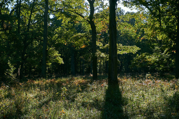 Taustavalaistu tammi aamuauringossa, Bialowieza metsä, Valko-Venäjä, Eurooppa - Valokuva, kuva