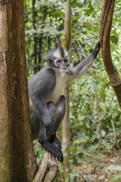 Північної Суматри Leaf мавпа - Presbytis thomasi, ендемічний мавпа з лісів Північна Суматра, Індонезія. - Фото, зображення