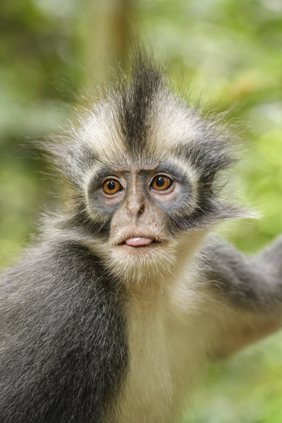 North Sumatran Leaf Monkey - Presbytis thomasi, endeeminen apina Pohjois-Sumatran metsistä, Indonesia
. - Valokuva, kuva