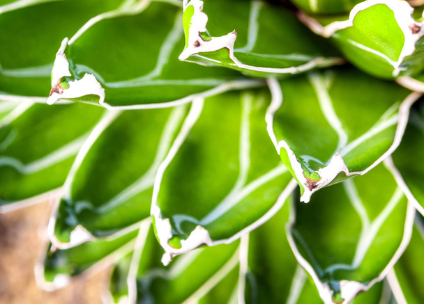 Agave plante succulente, feuilles fraîches avec l'épine de la reine Victoria agave siècle
 - Photo, image